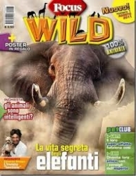 Focus wild