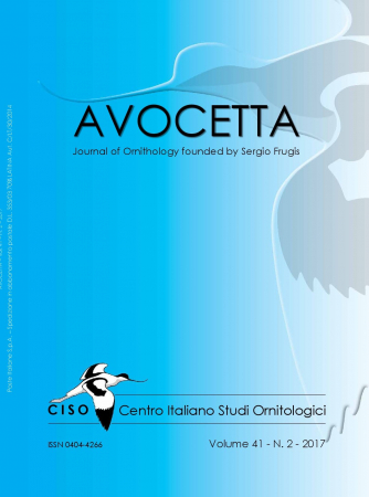 Avocetta