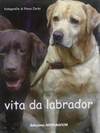 Vita da labrador